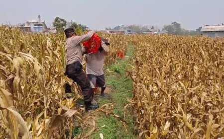 Bahu-Membahu di Ladang Jagung, Jajaran Polresta Malang Kota Bersama Warga Wujudkan Ketahanan Pangan